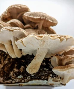 Buy Easy Mushroom Grow Kit - Bend