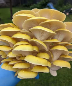 Buy Yellow Oyster Mushroom Grow Kit