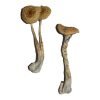 Buy Penis Envy 6 (PE6) mushroom online