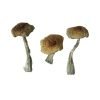 Buy Psilocybe Aztecorum Mushrooms online