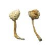 Buy Rusty Whyte Mushroom online