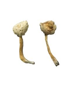 Buy Rusty Whyte Mushroom online