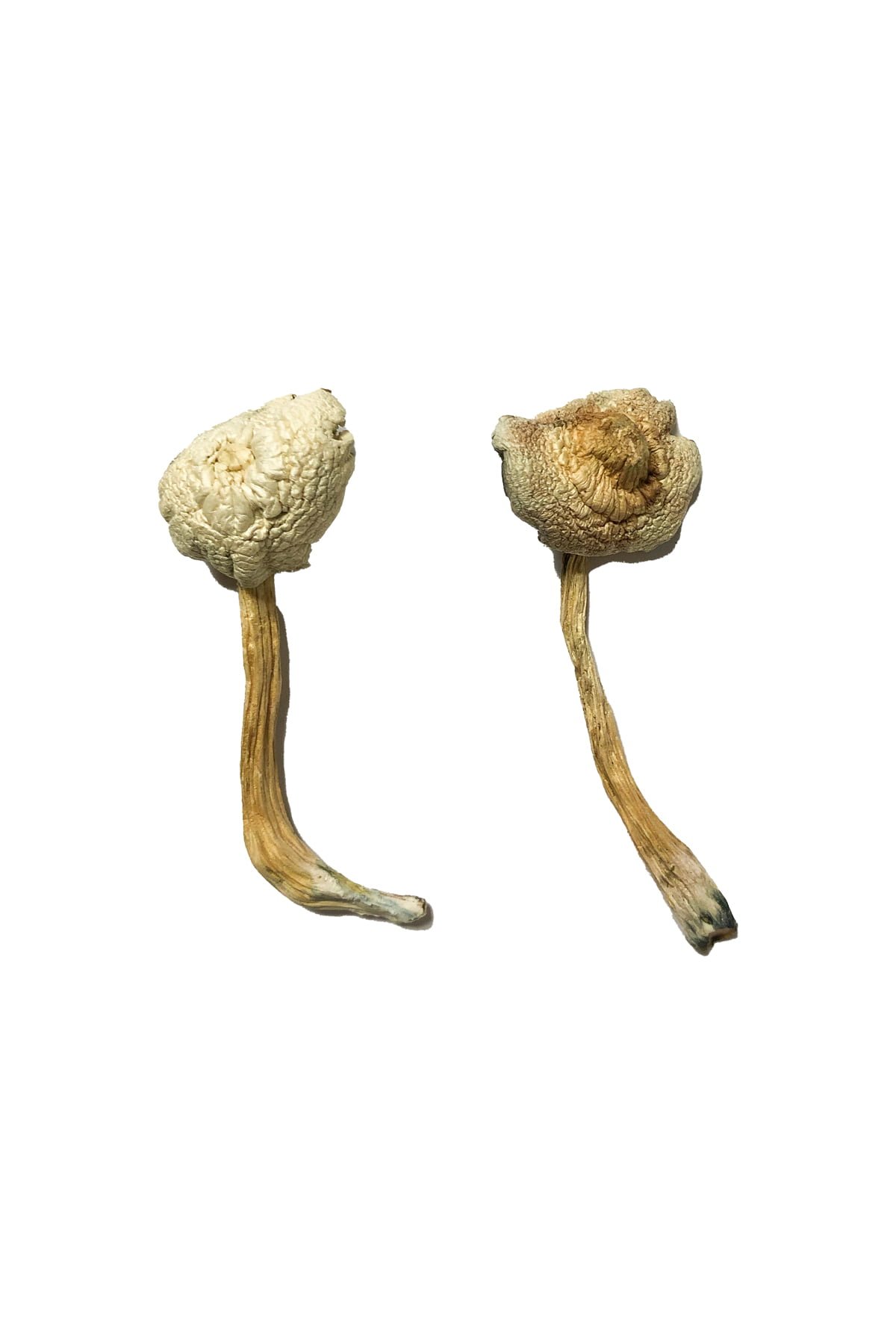 buy Rusty Whyte Magic Mushroom Buy Rusty Whyte Mushroom online