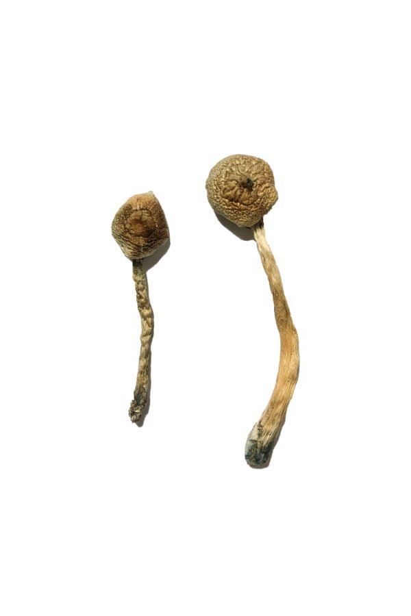 buy Rusty Whyte Magic Mushroom Rusty Whyte Magic Mushroom