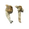 Shepherds Cut Penis Envy Magic Mushroom