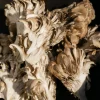 Buy Maitake Mushrooms (Grifola Frondosa)