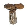 Buy South American Cubensis online