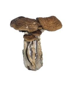 Buy South American Cubensis online