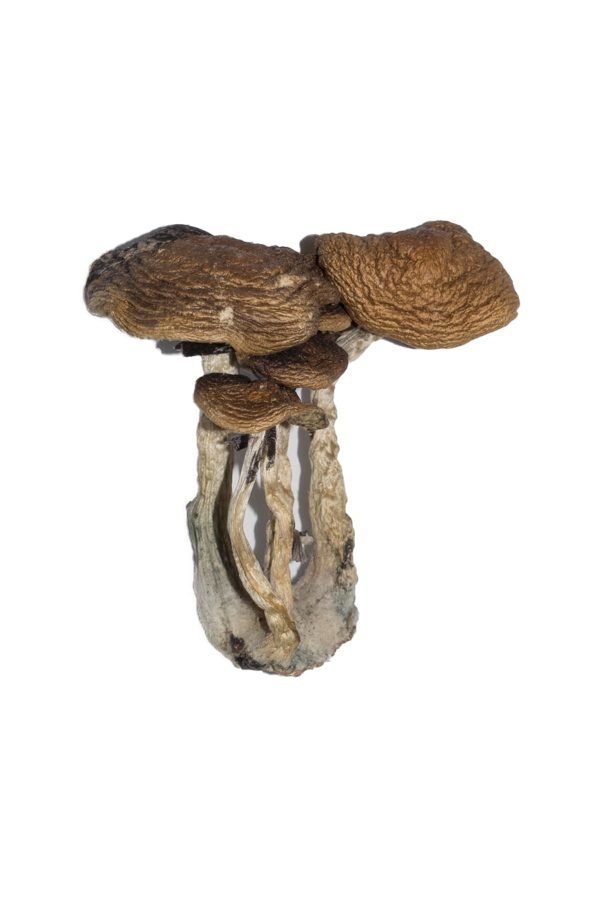 Buy South American Cubensis online Buy South American Cubensis online