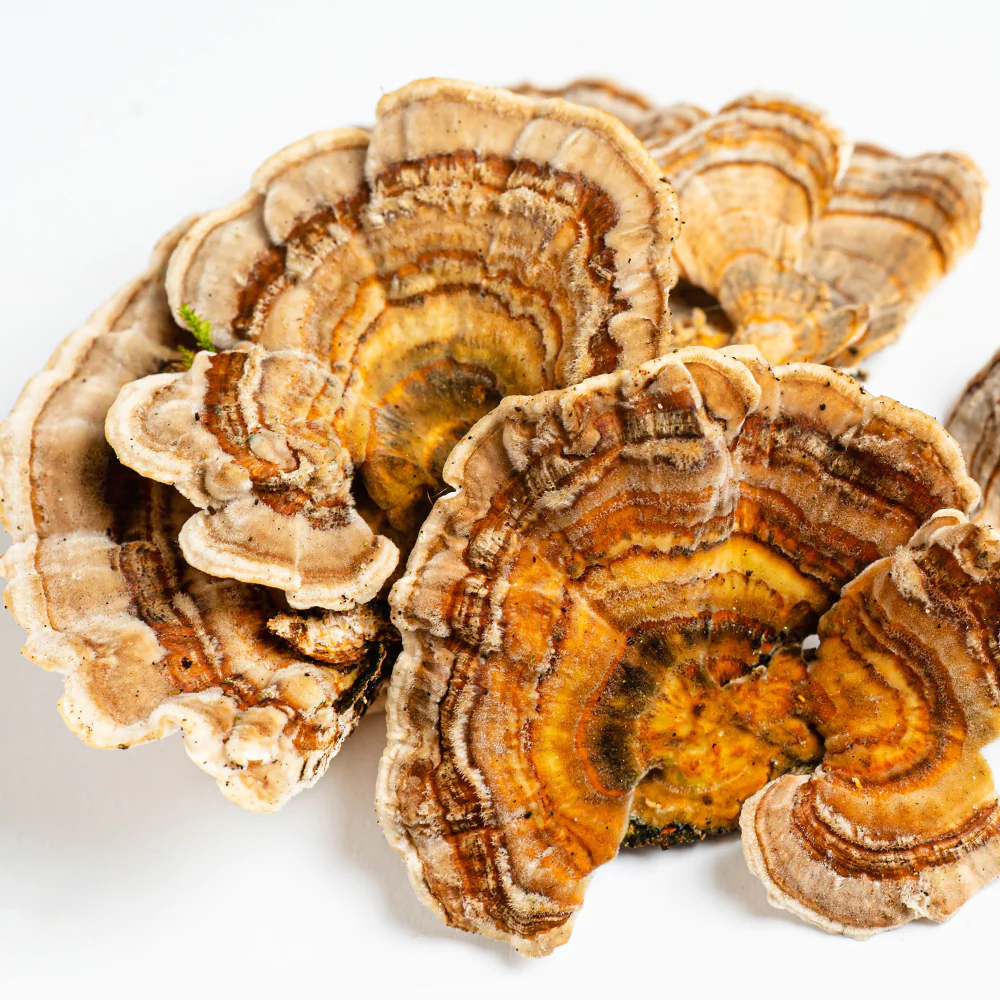 Tail Mushroom Powder Organic - Oregon Tail Mushroom Powder Organic