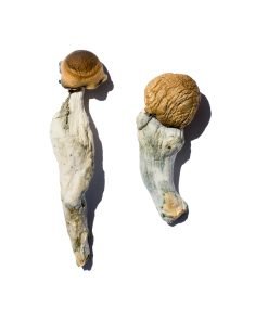 Trans Envy Magic Mushroom