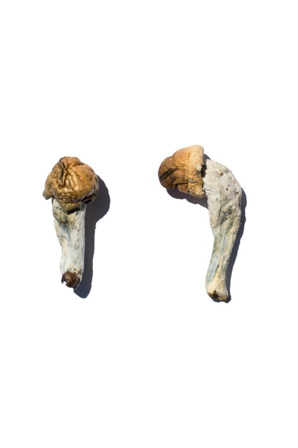 Buy Trans Envy Mushroom online Buy Trans Envy Mushroom online