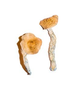 Transkei Magic Mushroom