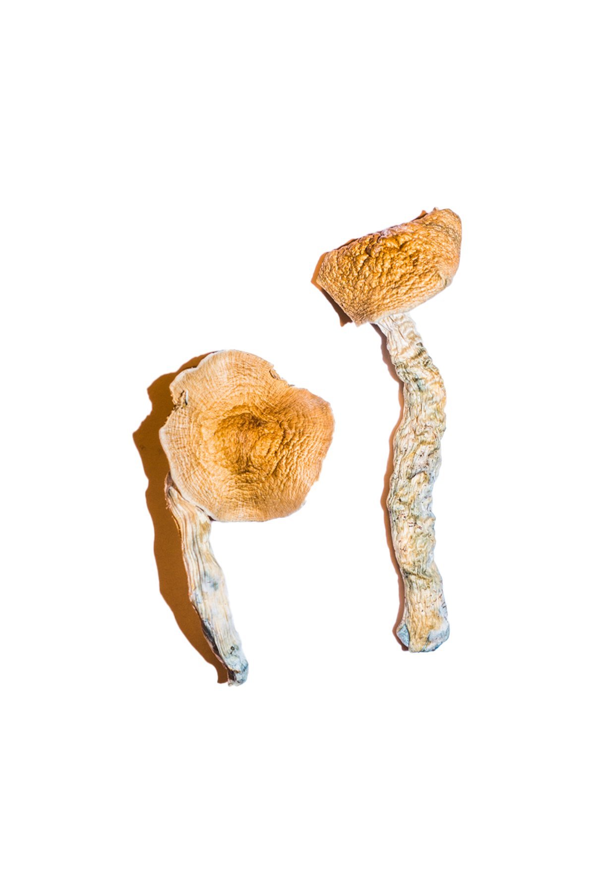 buy Transkei Magic Mushroom Transkei Magic Mushroom
