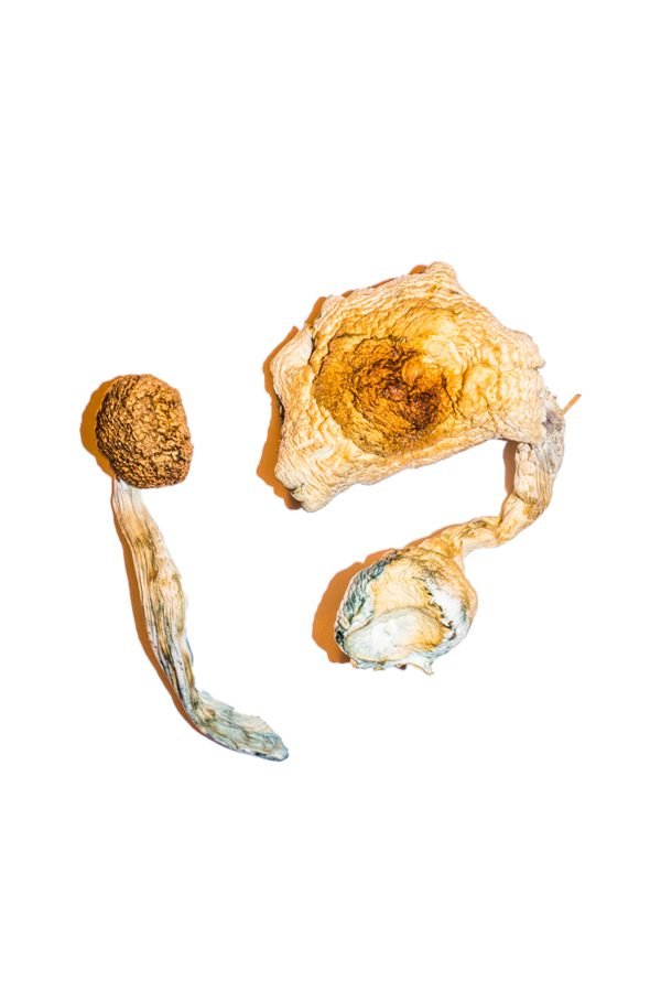 buy Transkei Magic Mushroom Buy Transkei Mushroom online