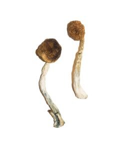 Buy Treasure Coast Mushroom online