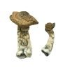 Buy Tri-Color Ecuadorian Mushroom online