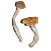 Buy Vietnamese Mushroom online