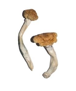 Buy Vietnamese Mushroom online