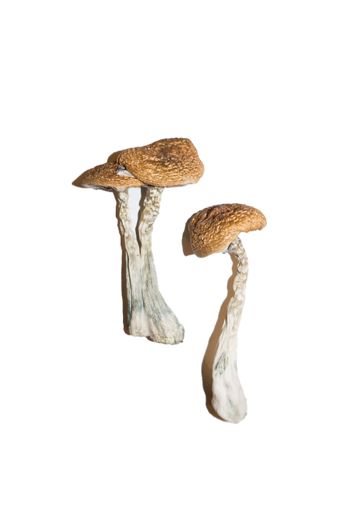 buy Wavy Caps Magic Mushroom Wavy Caps Magic Mushroom