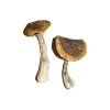Buy Wavy Caps Mushroom online
