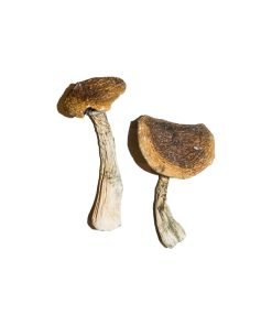 Buy Wavy Caps Mushroom online