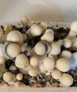 Buy Yeti magic mushroom kit