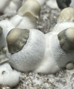 Yeti magic mushroom kit