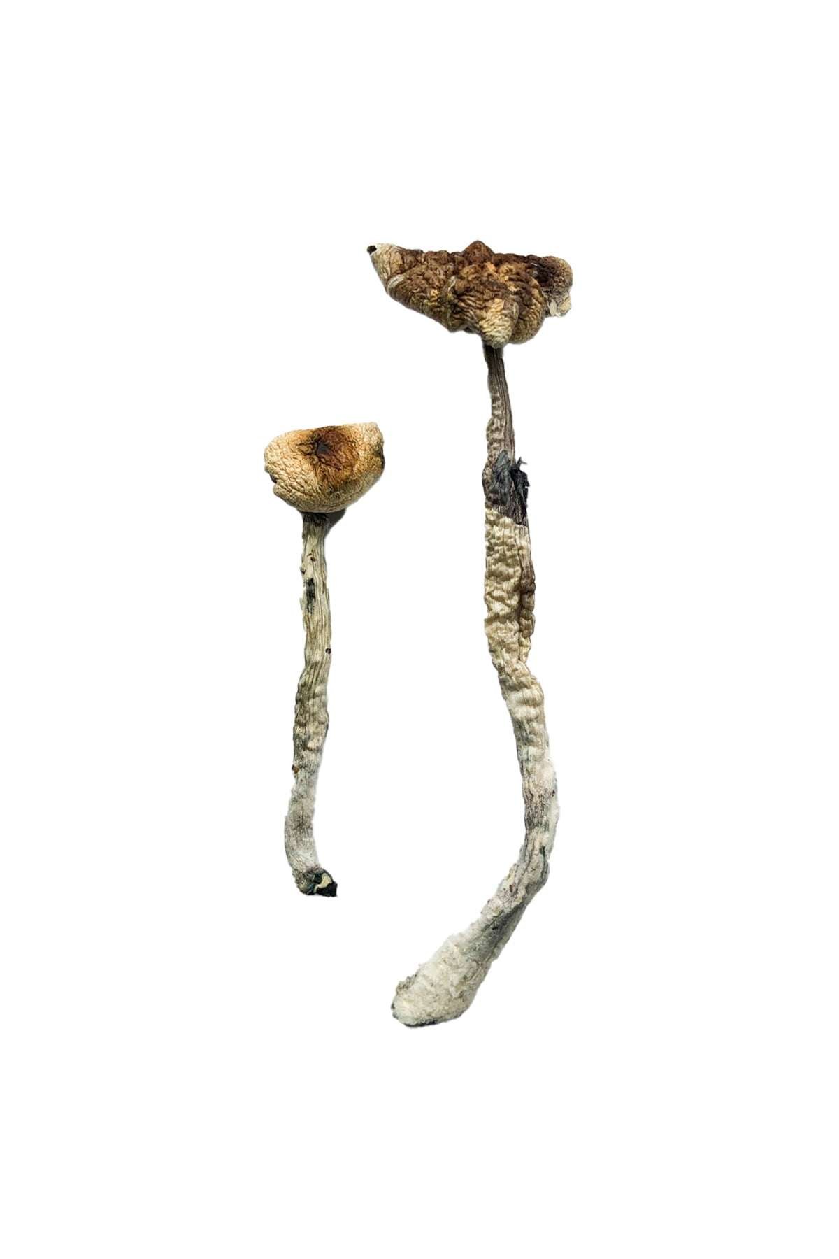 buy Z-Strain Magic Mushrooms Z-Strain Magic Mushrooms