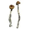 Buy Z-Strain Mushrooms online in USA