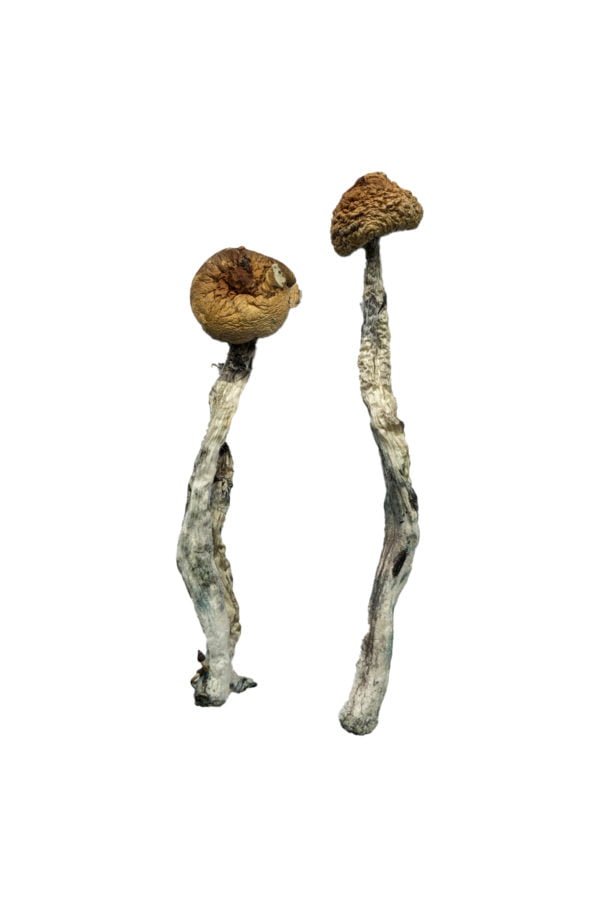 buy Z-Strain Magic Mushrooms Buy Z-Strain Mushrooms online in USA
