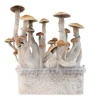 Buy Zamnesia Grow Kit Treasure Coast