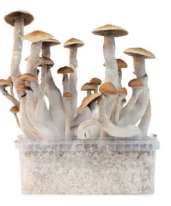 Buy Zamnesia Grow Kit Treasure Coast