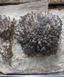 Blue Pearl Oyster Mushroom