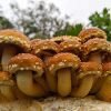Buy Chestnut Mushroom Grow Kit