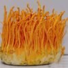 Buy Cordyceps (Cordyceps Militaris)