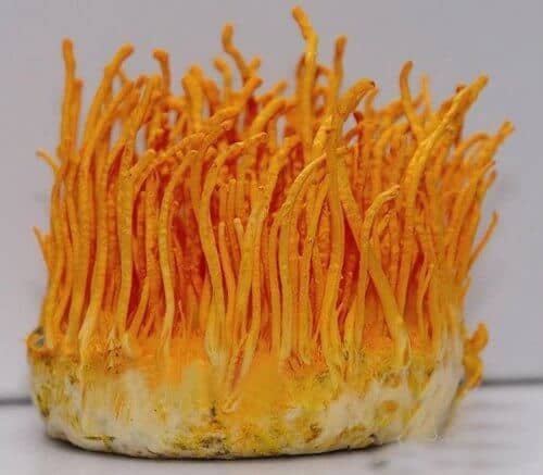 Buy Cordyceps (Cordyceps Militaris) Buy Cordyceps (Cordyceps Militaris)