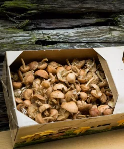 Fresh Wild Mousseron Mushrooms