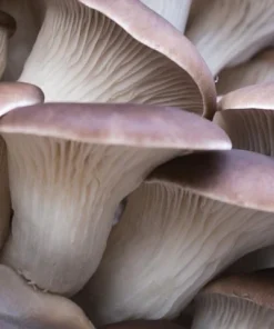 Oyster Mushrooms - Clusters