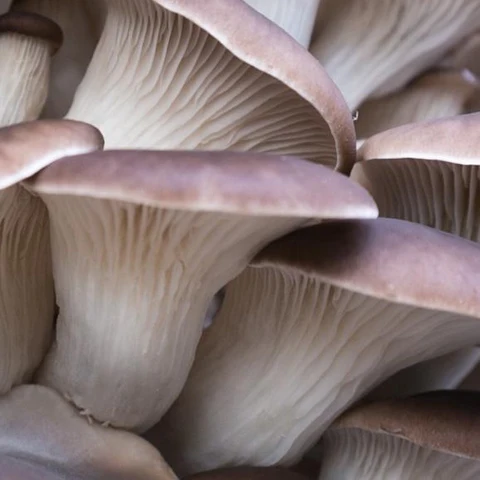 Oyster Mushrooms - Clusters Oyster Mushrooms - Clusters