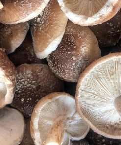 Organic Shiitake Mushroom Grow