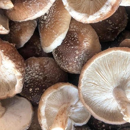 Organic Shiitake Mushroom Grow Kit Fruiting Block Organic Shiitake Mushroom Grow