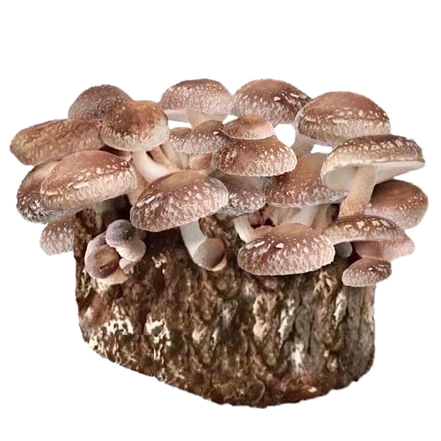 Buy Organic Shiitake Mushroom Grow Kit Fruiting Block Buy Organic Shiitake Mushroom Grow Kit Fruiting Block