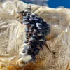 Buy Fruit Blue Oyster Mushroom Grow Kit