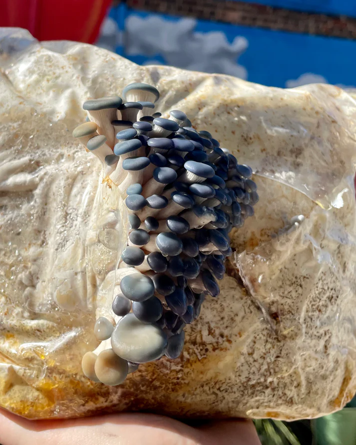 Buy Fruit Blue Oyster Mushroom Grow Kit Buy Fruit Blue Oyster Mushroom Grow Kit