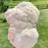 Buy Fruit Lions Mane Grow Kit