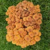 Buy Fruit Chestnut Mushroom Grow Kit