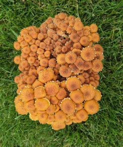 Buy Fruit Chestnut Mushroom Grow Kit