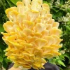 Buy Fruit Golden Oyster Mushroom Grow Kit