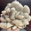 Buy Fruit Oyster Mushroom Grow Kit